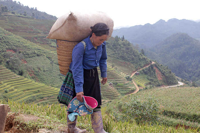 Hmong rice farmers in Vietnam - UCA News