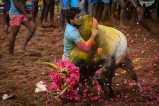 Jallikattu--India's annual bull taming festival