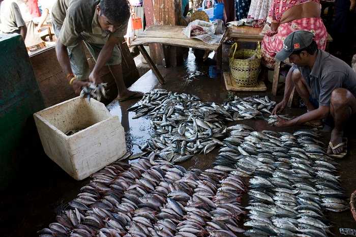Sri Lankan fishermen scale new heights