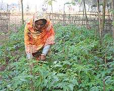 Villagers laud Bangladesh Church's effort at organic farming