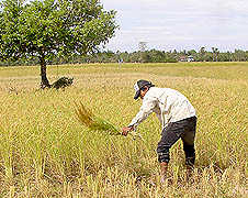 Low rice yields worry Cambodian Church