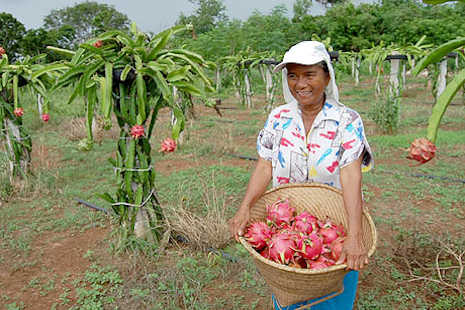 ‘Dragon Lady’ enjoys fruits of her labor