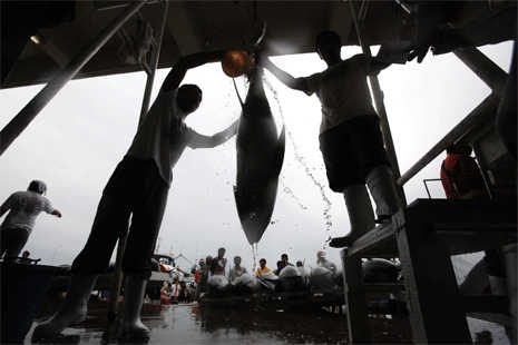 Tuna markets 'in danger' - Greenpeace