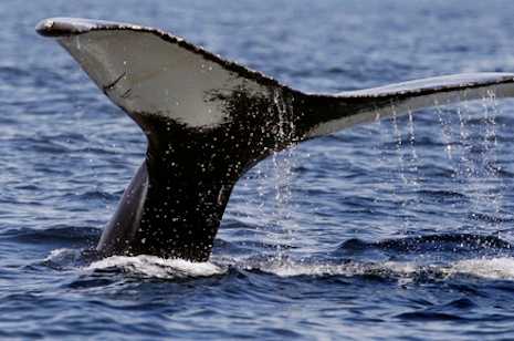 Activists criticize whaling plan