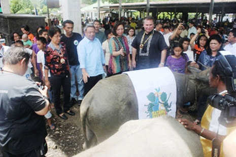 Water buffaloes help Filipino kids get back to school