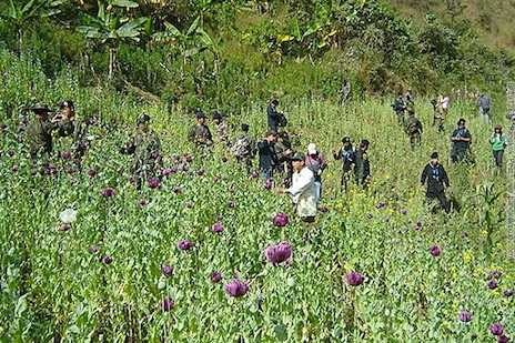 Resurgent heroin demand leads police to huge plantation