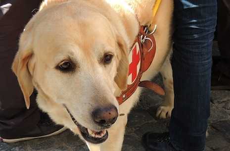 Pope breaks with tradition to bless a guide dog