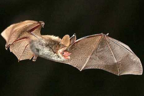Ancient churches face major threat - from bats