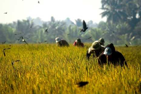Philippine organic farmers urge end to GMO rice