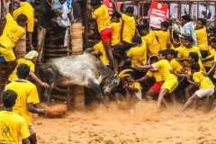 Fighting over bulls in India's Tamil Nadu