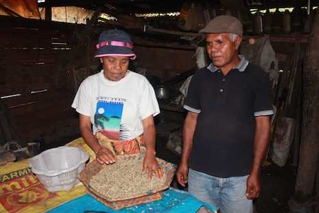 Toiling for beans in Timor-Leste