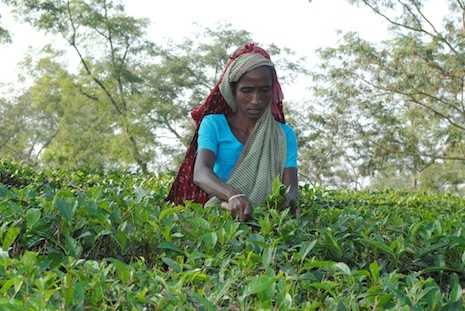 Bangladesh tea workers fret over development plan