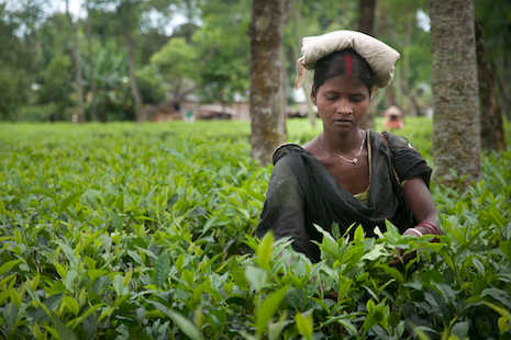 Bangladesh tea workers strike against land acquisition 