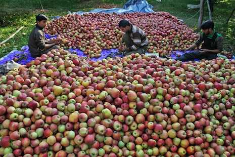Climate change hits apple growers hard in Kashmir Valley