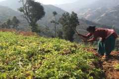Nepalese farmers grapple with effects of climate change 