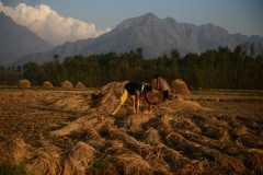 Dry winter brings little joy to Kashmir's farmers 