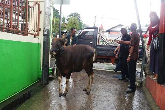 Indonesian Christians offer cattle for Eid