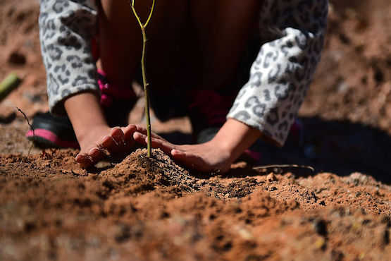 Indonesian church backs govt tree-planting initiative