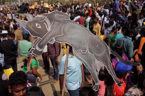 Tamil protests over ban on 'bull-taming' festival