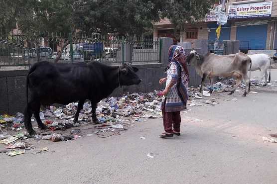 Protests breakout after India bans cattle slaughter