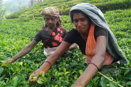 Leopard attacks place women tea workers in peril