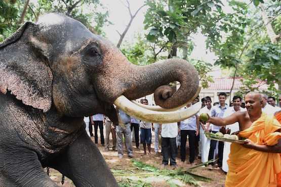  Sri Lankans mourn Buddhist monk who dies after elephant attack