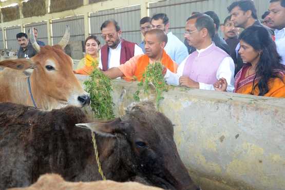 India's move to give cows ID cards seen as poll gimmick