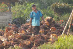 Indonesian palm oil farmers fret as prices plummet