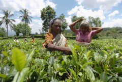 Tea workers still fighting for land rights in Sri Lanka