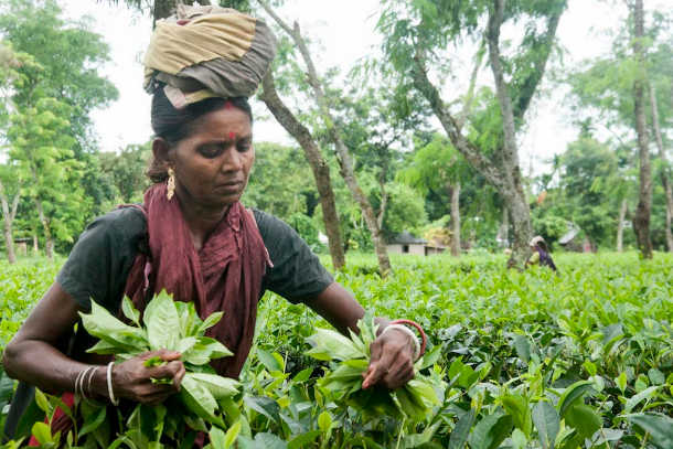 All strain and no gain for Bangladeshi tea workers