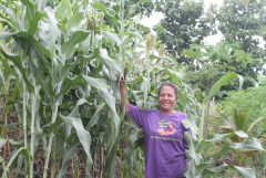 Planting sorghum proves to be a blessing on Flores Island