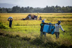 Philippine farmers attack law lifting rice import limits
