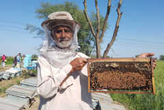 Pakistani farmers in the honey as Caritas means bee-siness