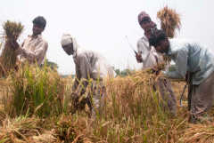 Bumper harvest brings no cheer for Bangladeshi rice farmers