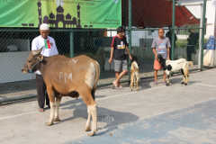 Parishes in Jakarta Archdiocese offer livestock for Eid al-Adha