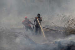Indonesian green alliance demands tougher action on fires