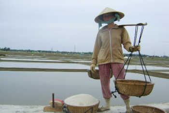 Good harvests but meager income for Vietnam salt farmers