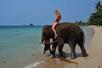 Turmoil hits Thailand's elephant tourism