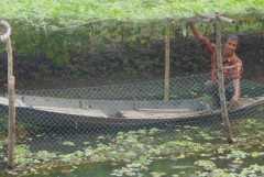 Floating gardeners battle climate change in Bangladesh