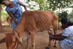 Sri Lanka poised to ban cattle slaughter