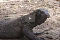 Indonesia's 'Jurassic Park' threatens Komodo dragon habitat
