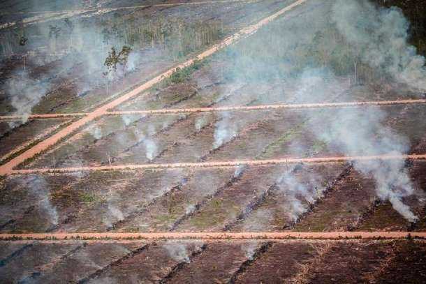 Environmentalists go after Indonesia's forest burners