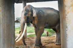 Killing of three monks by wild elephants shocks Buddhist Thailand