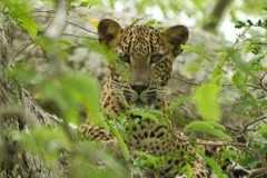 Protected leopards under threat in Sri Lanka