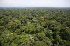 Congolese bishops focus on protecting Congo Basin