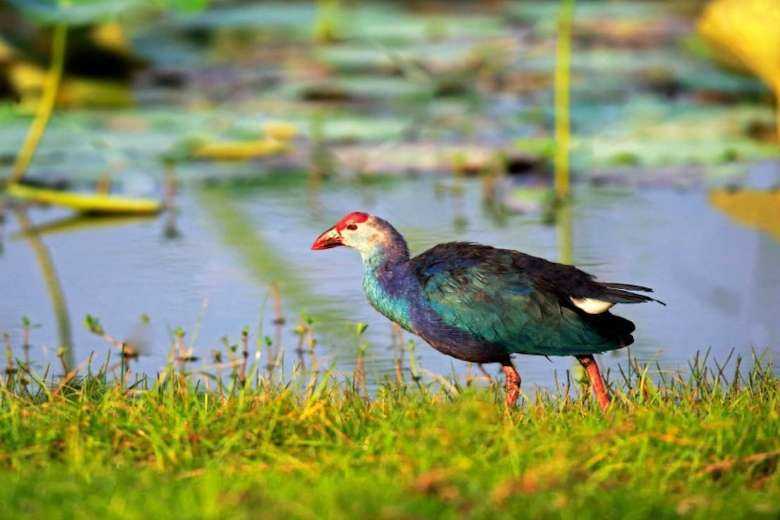 Cardinal Ranjith opposes filling of Sri Lankan wetlands