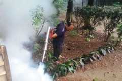 Bangladesh sees rise in cases of dengue fever