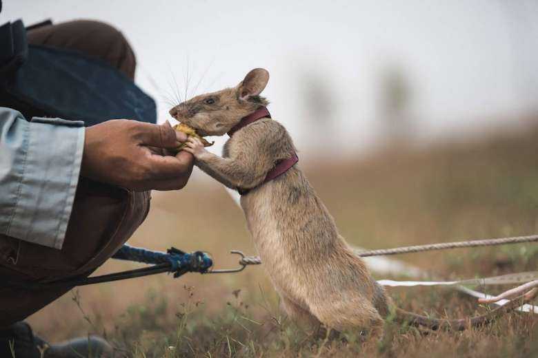 Cambodia's famed de-mining rat dies in retirement