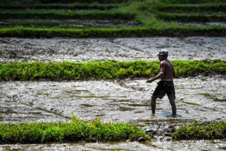 Sri Lankan farmers reject govt compensation, paddy price