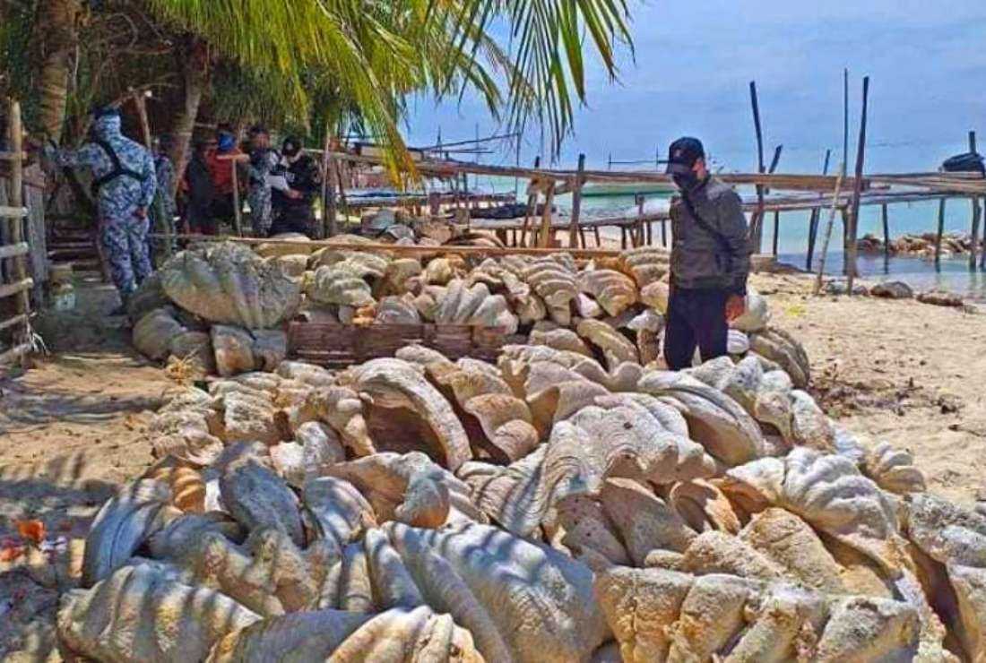 An official looks at a large cache of giant clams allegedly harvested and traded illegally in the Philippines